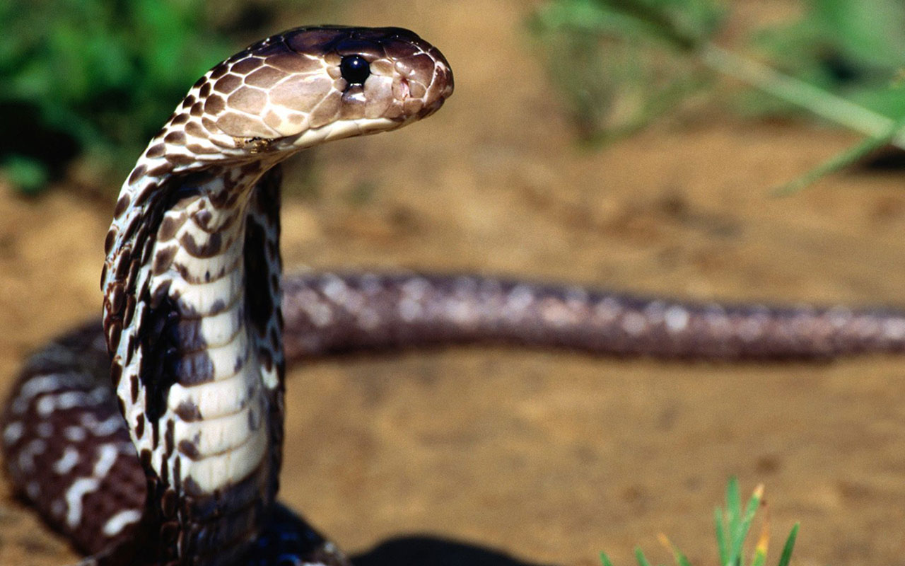 Snakes to high-definition close-up wallpaper 19 - Animal ...