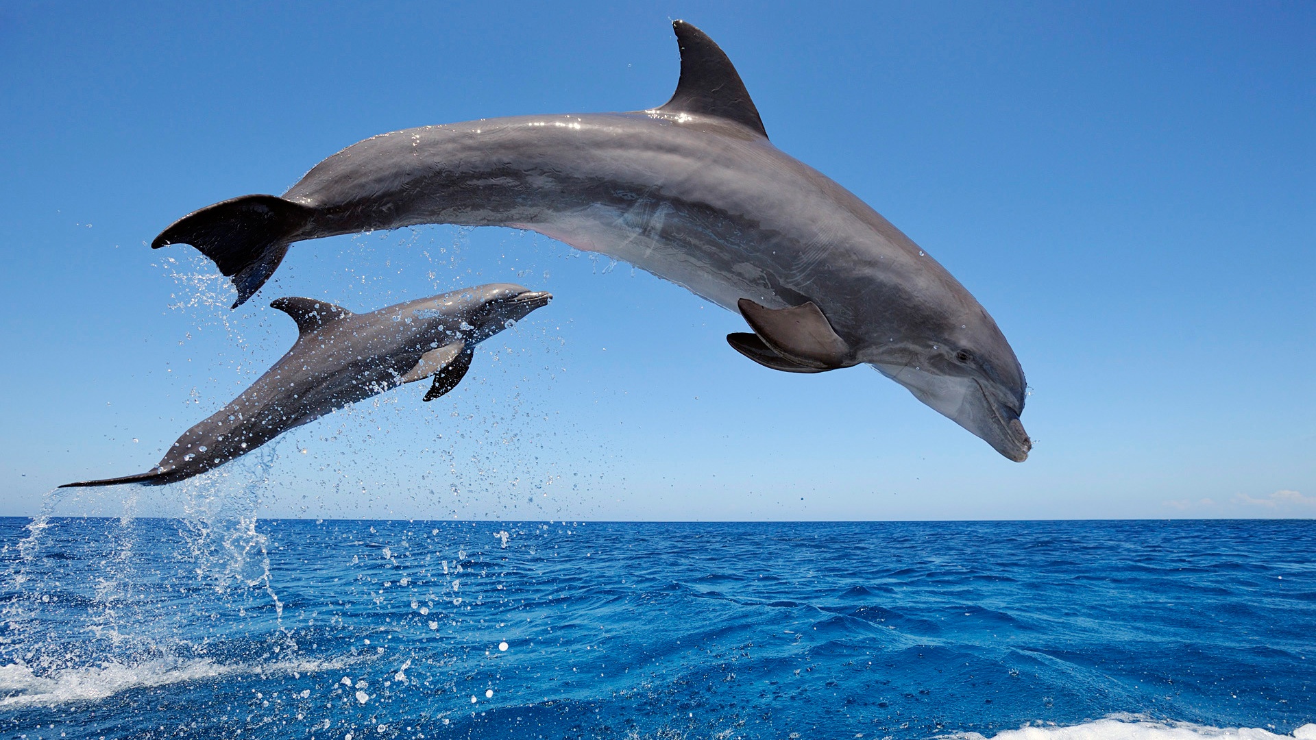 Dolphin Wallpapers Free Download For Desktop HD Wallpapers ...
