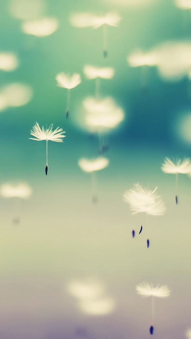 Dandelion iPhone High Definition Wallpapers 10080 - HD Wallpapers Site
