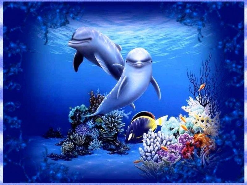 Animated wallpaper for xp free download dolphins 800600