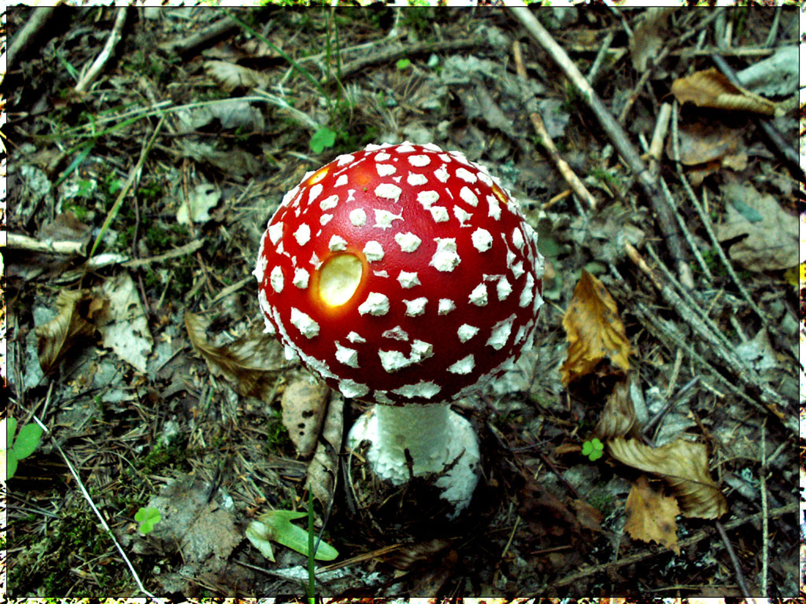 HD Mushroom Wallpapers | HD Nature Wallpapers