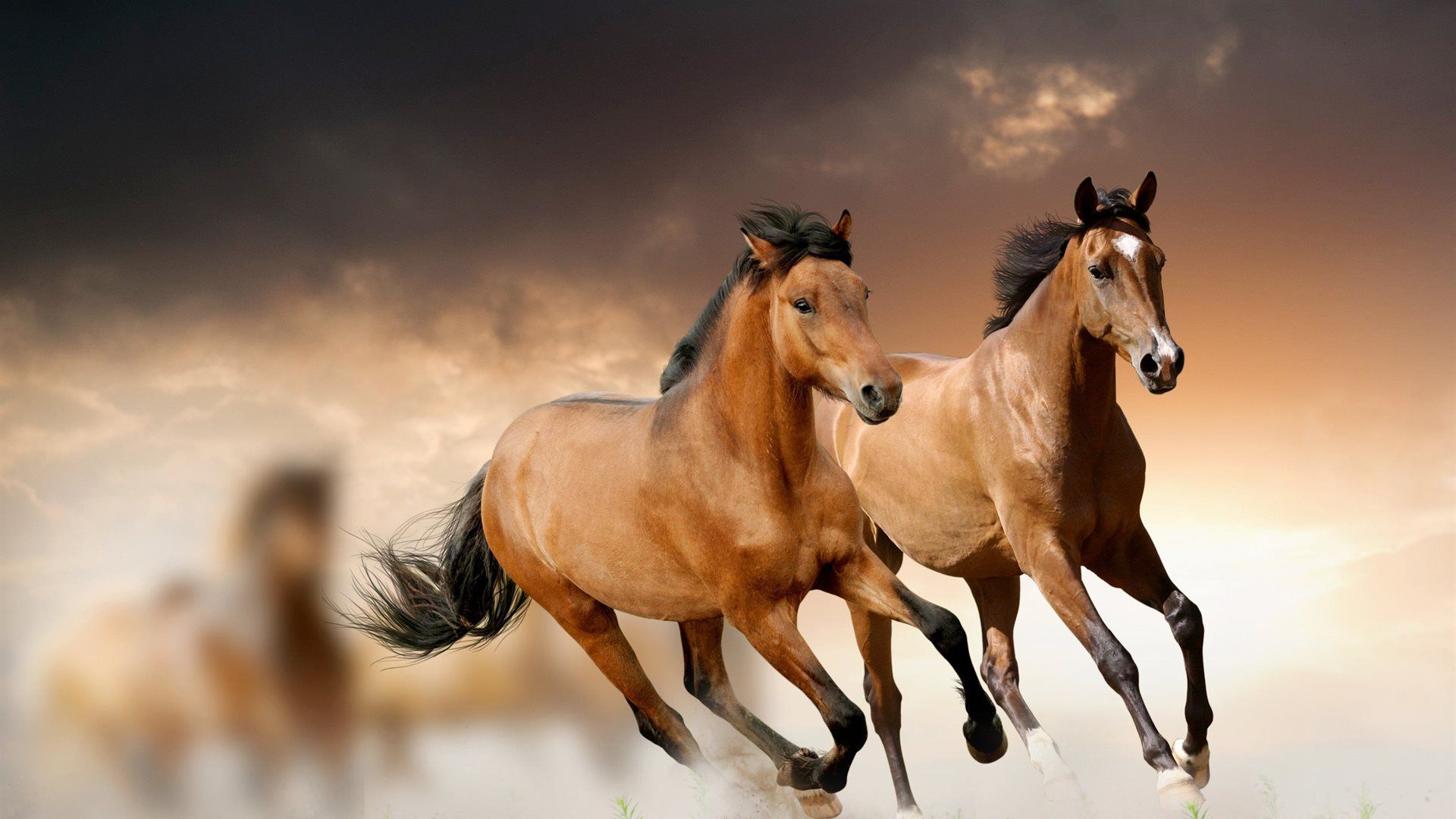 Backgrounds Pictures Of Horses