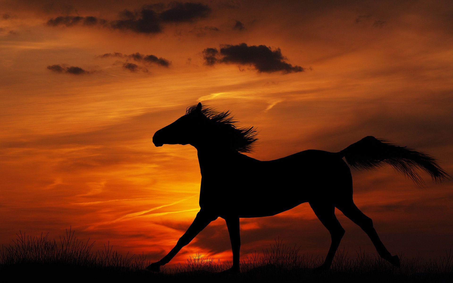 1027 Horse HD Wallpapers Backgrounds - Wallpaper Abyss