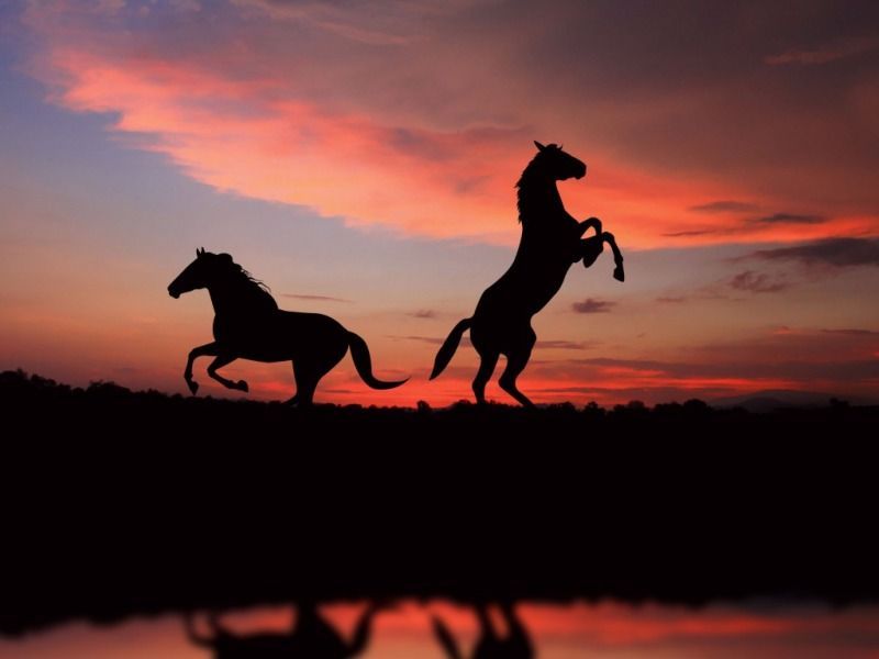 Horse Wallpapers | One HD Wallpaper Pictures Backgrounds FREE Download