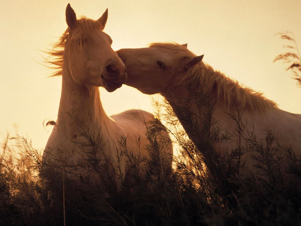 Love Horses Wallpaper - 96426