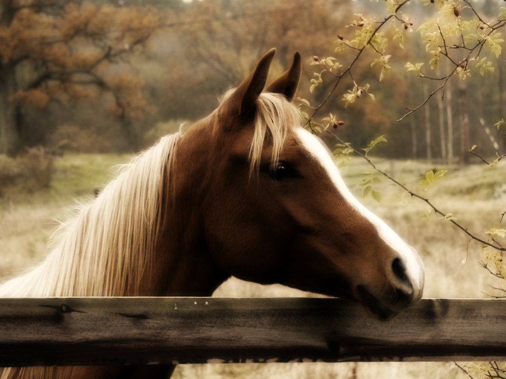 Fall Wallpaper With Horse | Allpix.Club