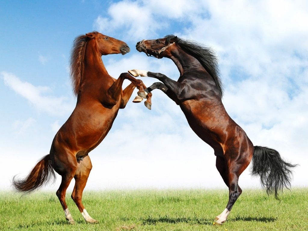 Background Horses ~ Background Kindle Pics