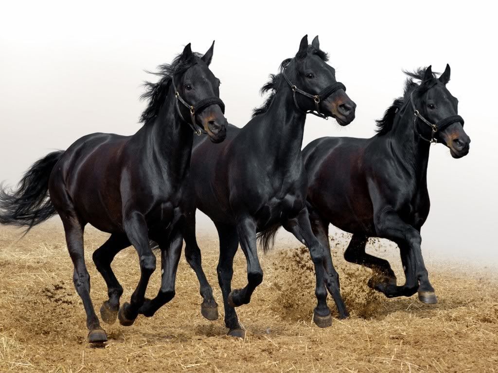 Black horses on white background Photo by ride arcowboy