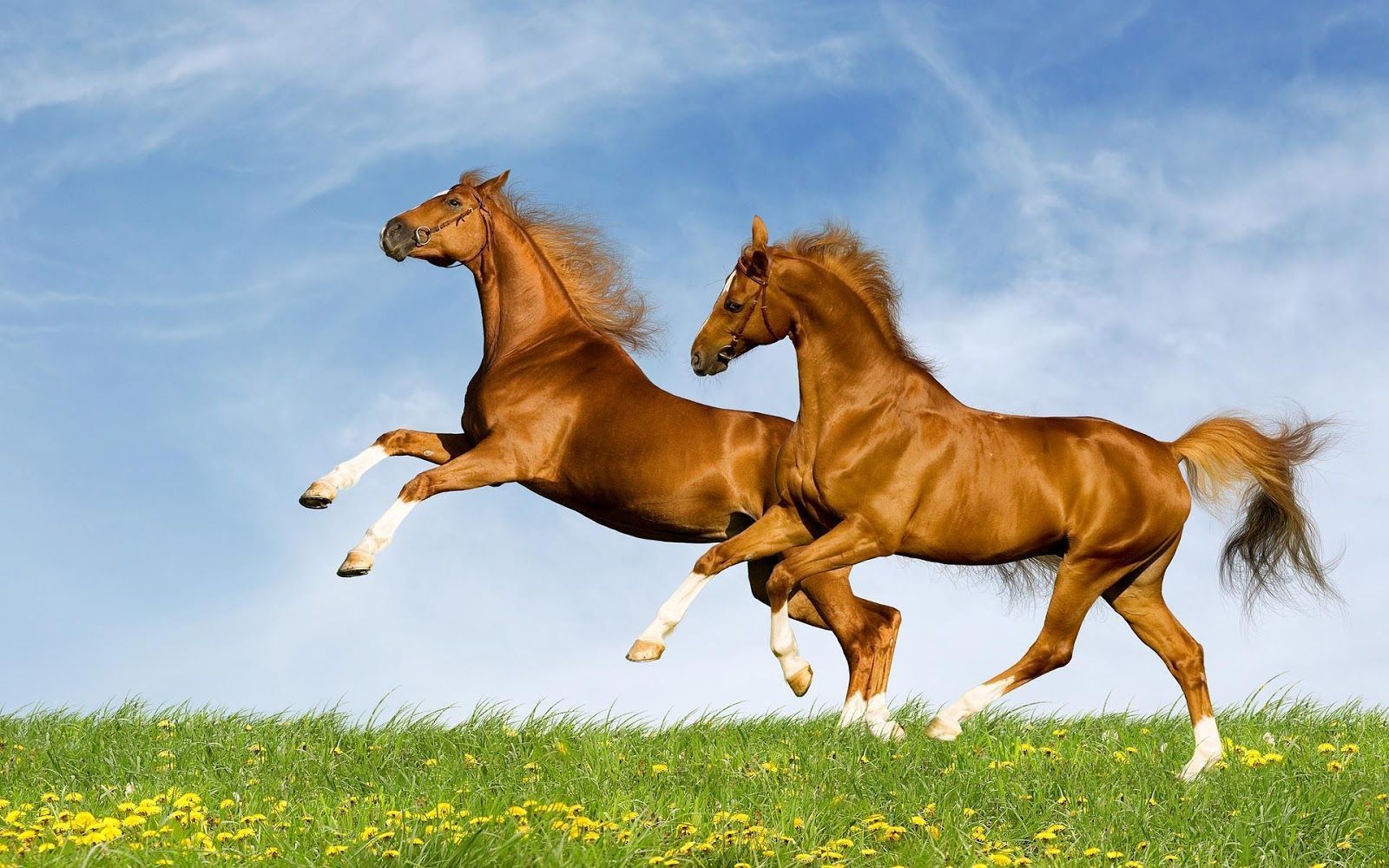 Awesome Running Horses Wallpaper for Desktop - Zibrato