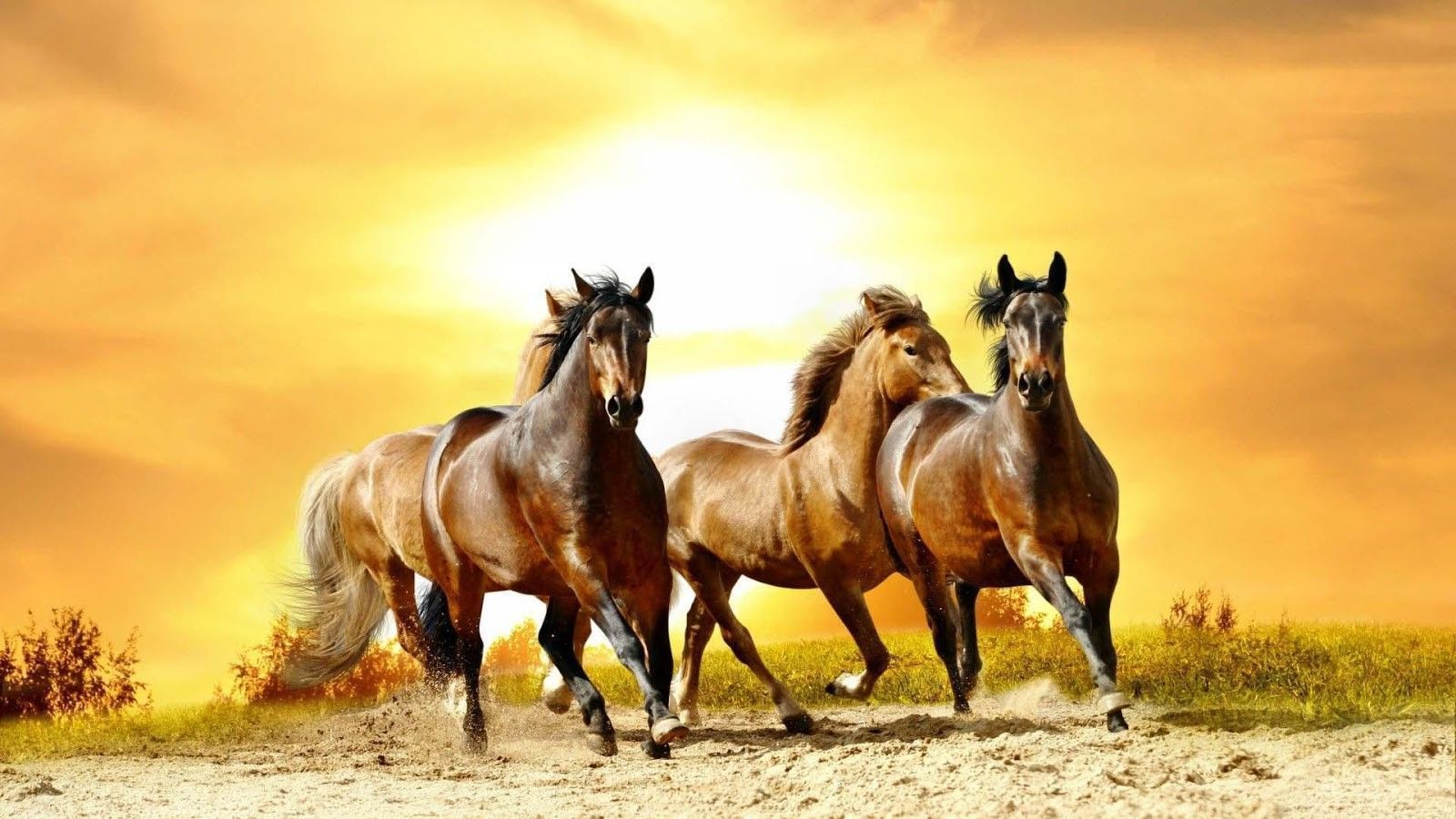 Horses Brown Beautiful Cute Horse Herd Horses Background Pictures