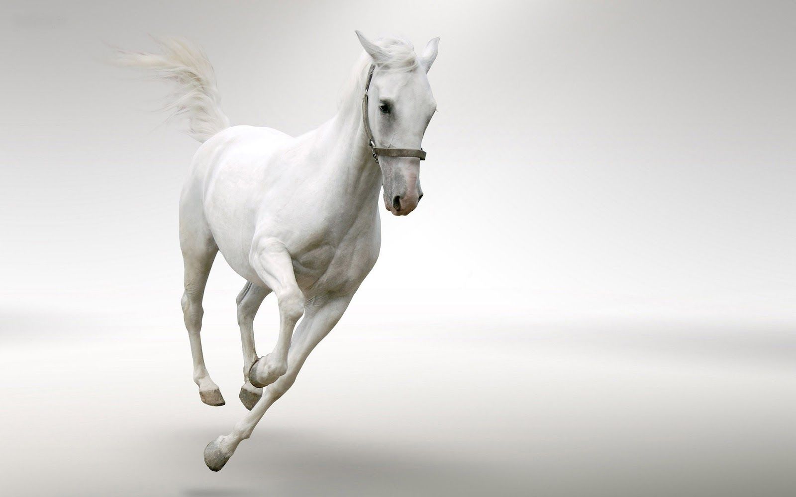 Horses Wallpapers | Horse Desktop Backgrounds | One HD Wallpaper ...