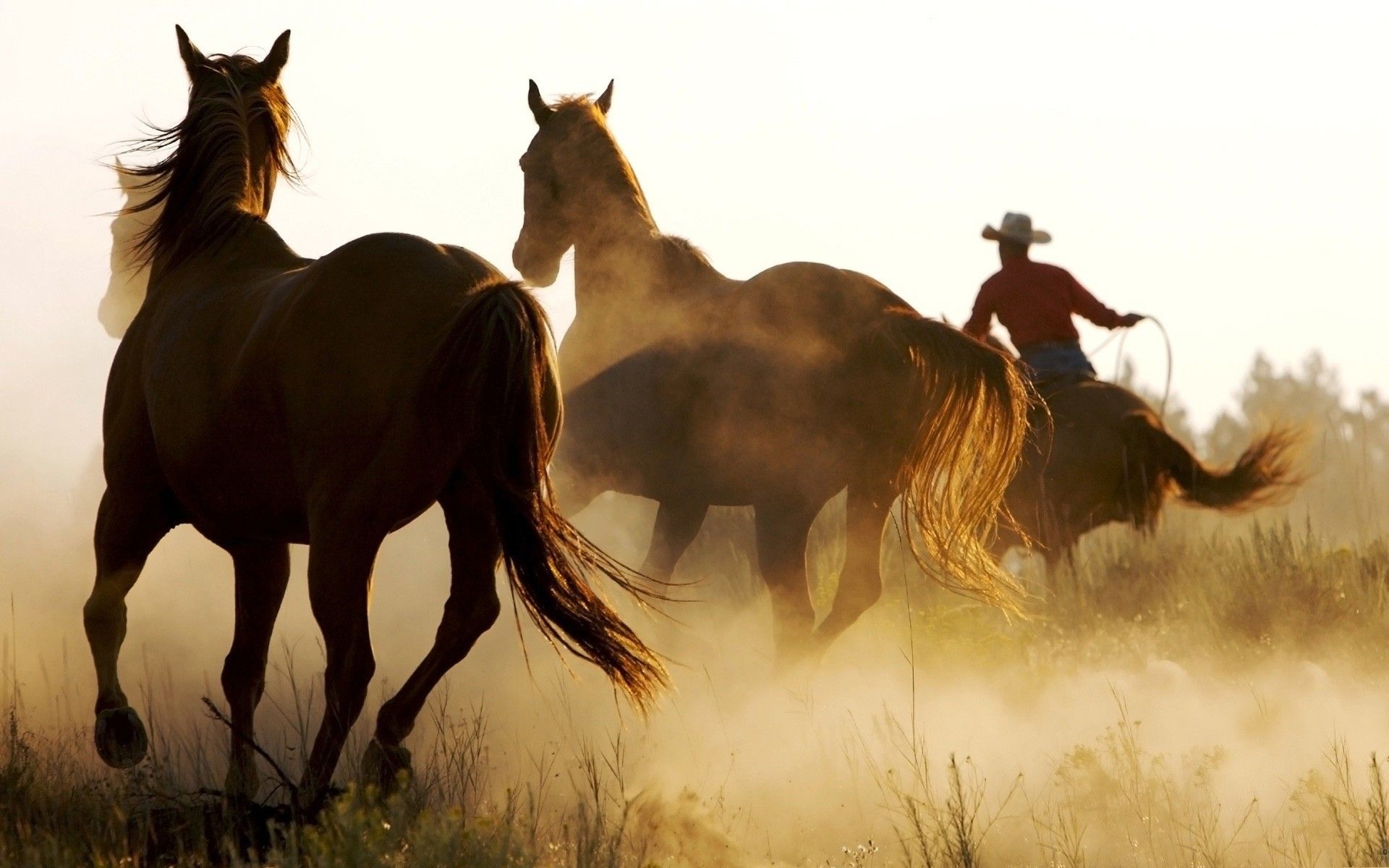 Horses Cool Marlboro Country Horses Cowboy Full HD 1080p
