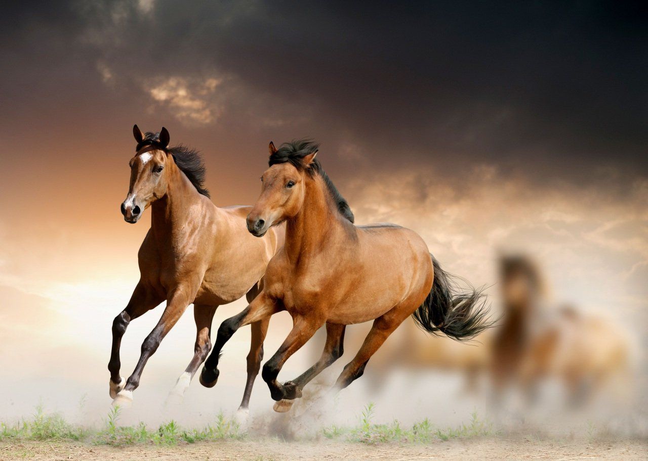 Horses: Horses Animal Horse Run HD Background for HD 16:9 High ...