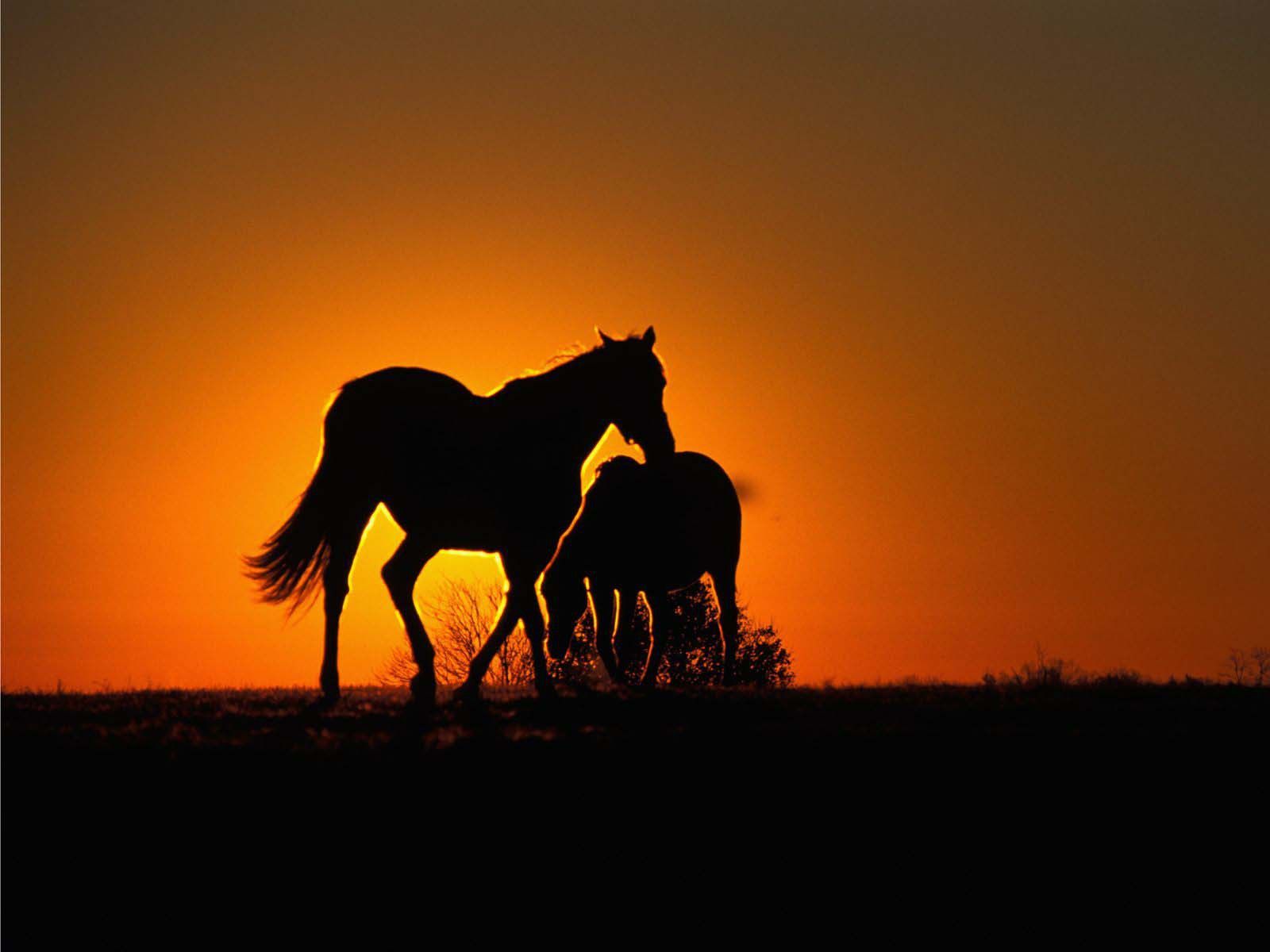 Horses Horses Sunset Animal Cavalo Horse HD Background for HD 16