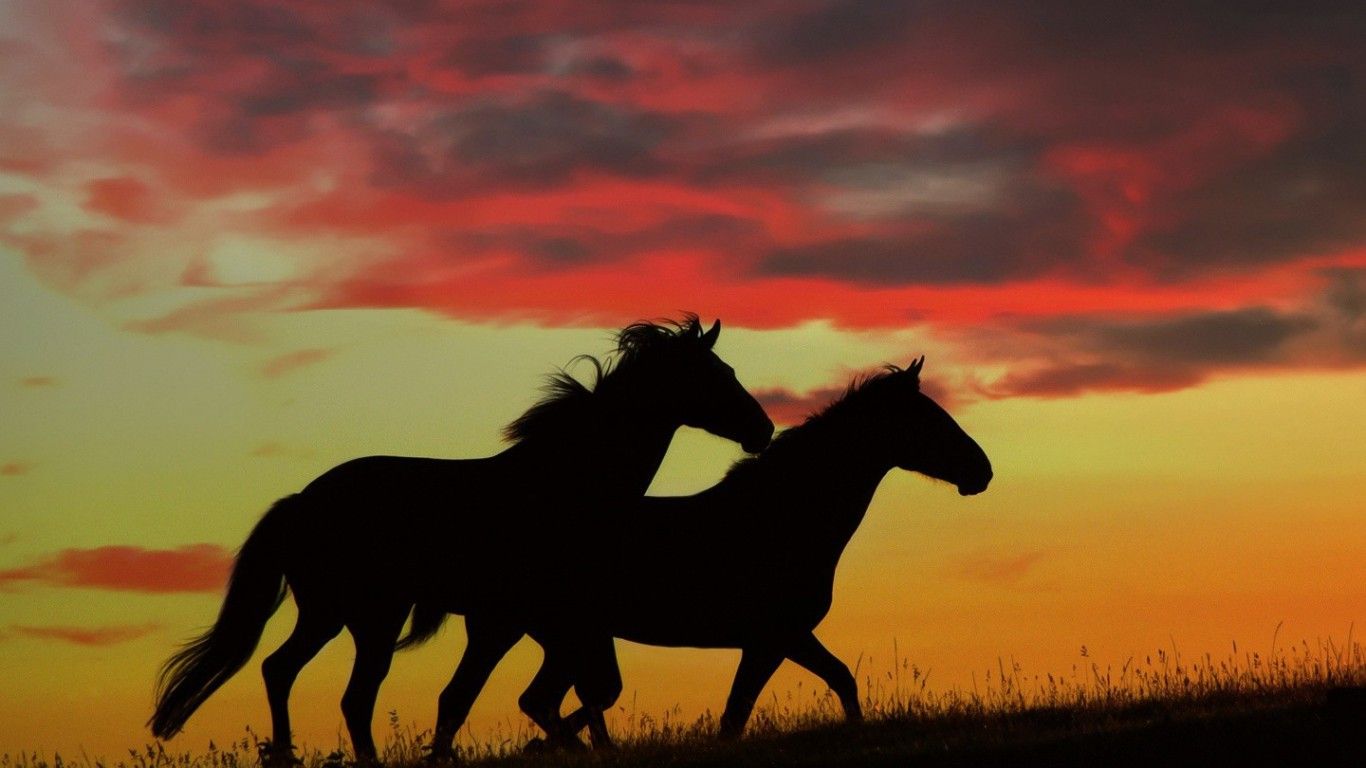 Horses: Powerful Arabian Horse Equine Painting Art Artwork Full HD ...