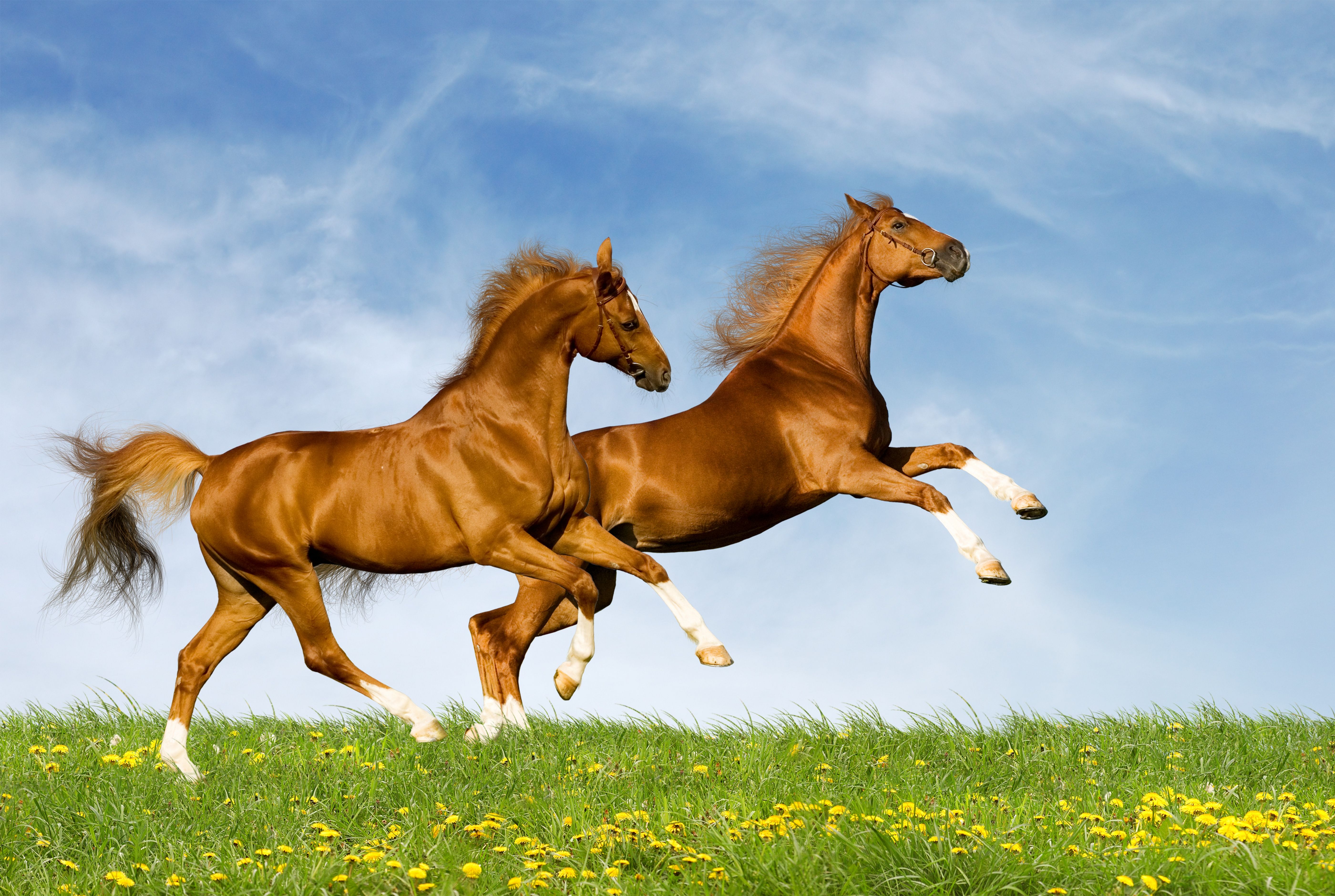 Download Wallpaper Horses, couple, Nature, Jump, Summer HD Background