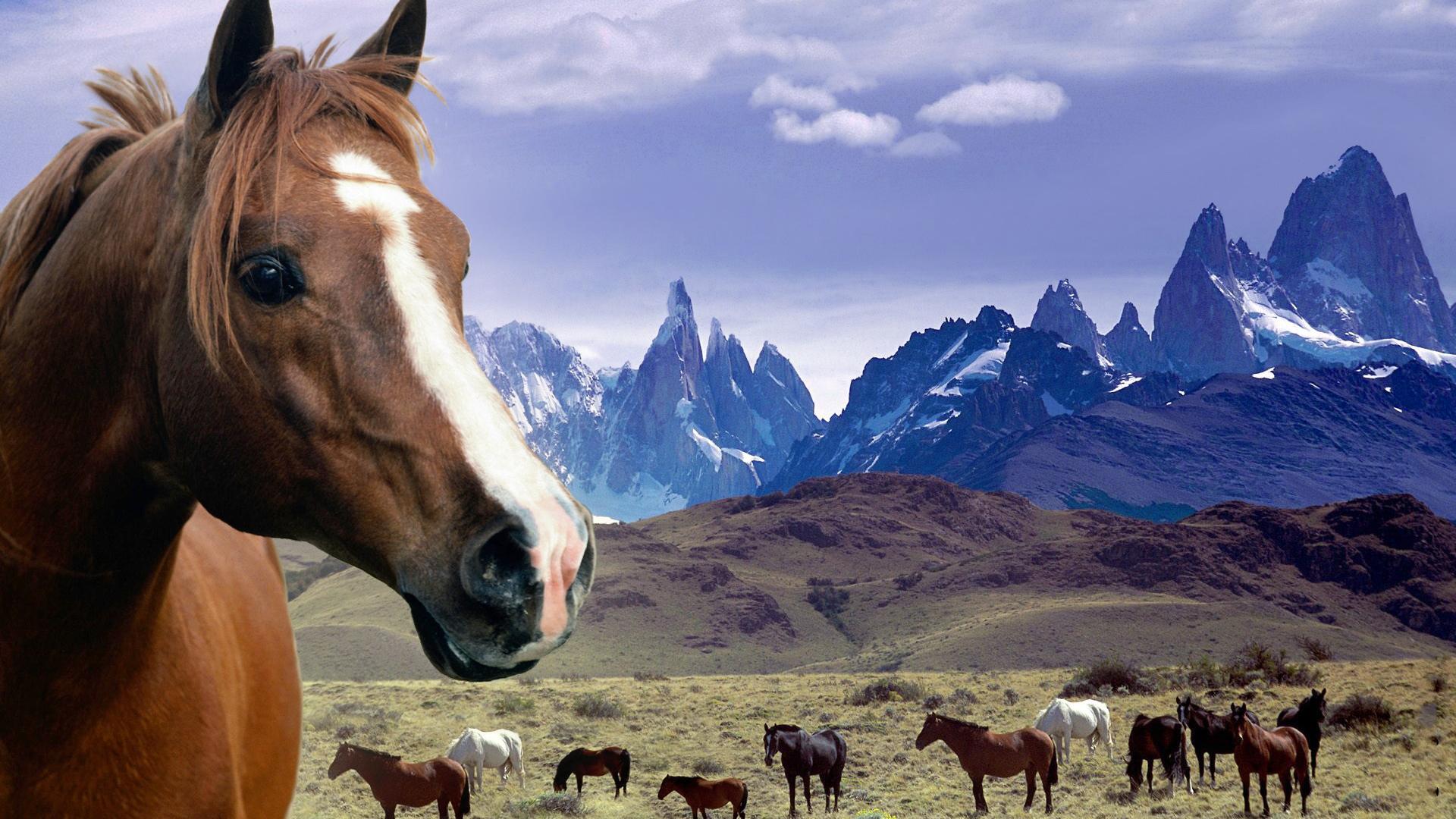 Grassland Horses Desktop Backgrounds Widescreen and HD background ...