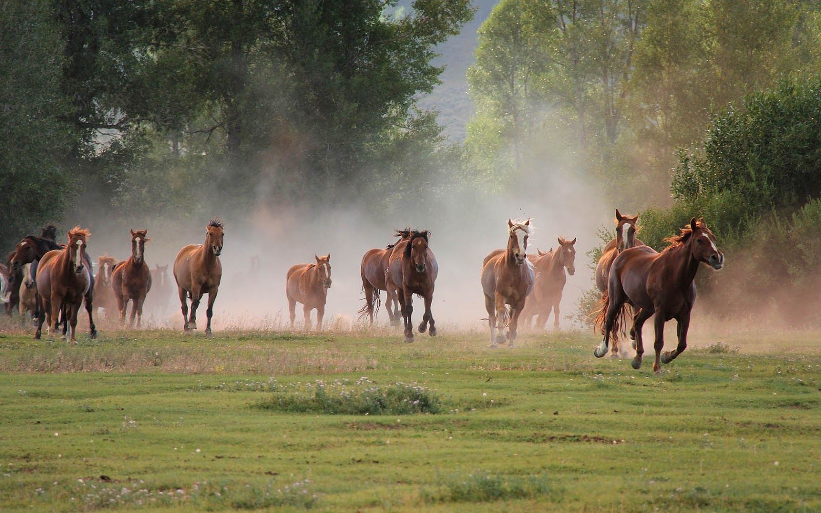Group of fast running brown horses | HD Animals Wallpapers
