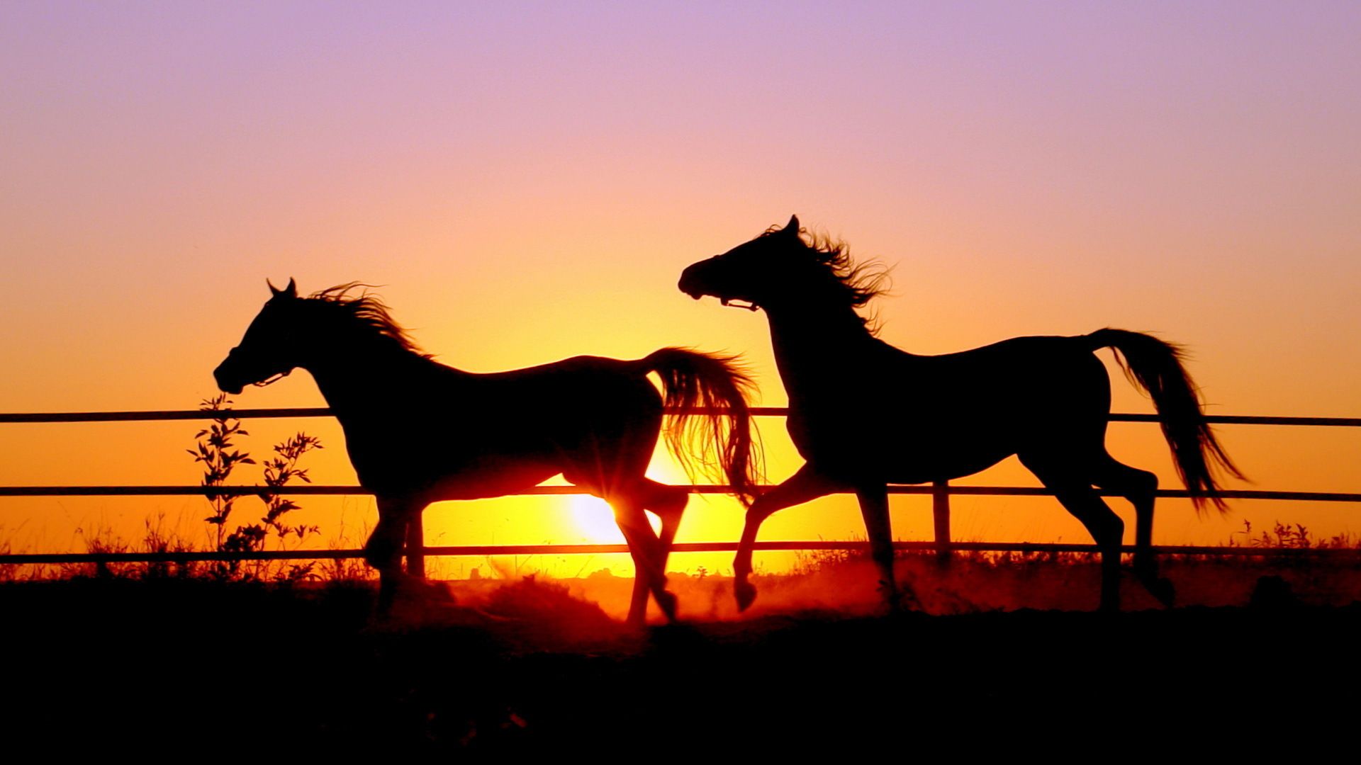 horse sunset background wallpapers - Wallpaperss HD