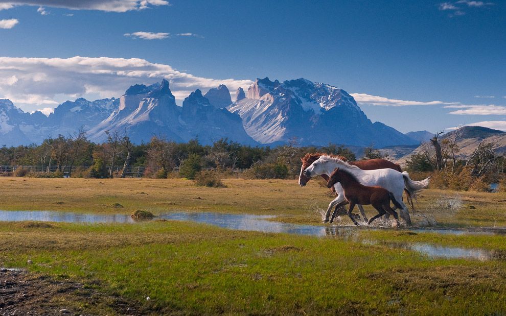 The run on the perfect background. Running horses near Torres del ...