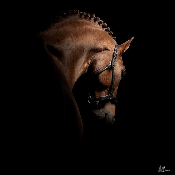 Pinup Horses on Pinterest | Photographs, Horses and Black Backgrounds