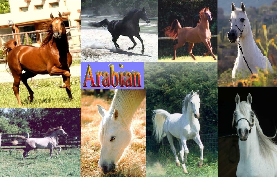 Arabian Background - Horses Photo (1673711) - Fanpop