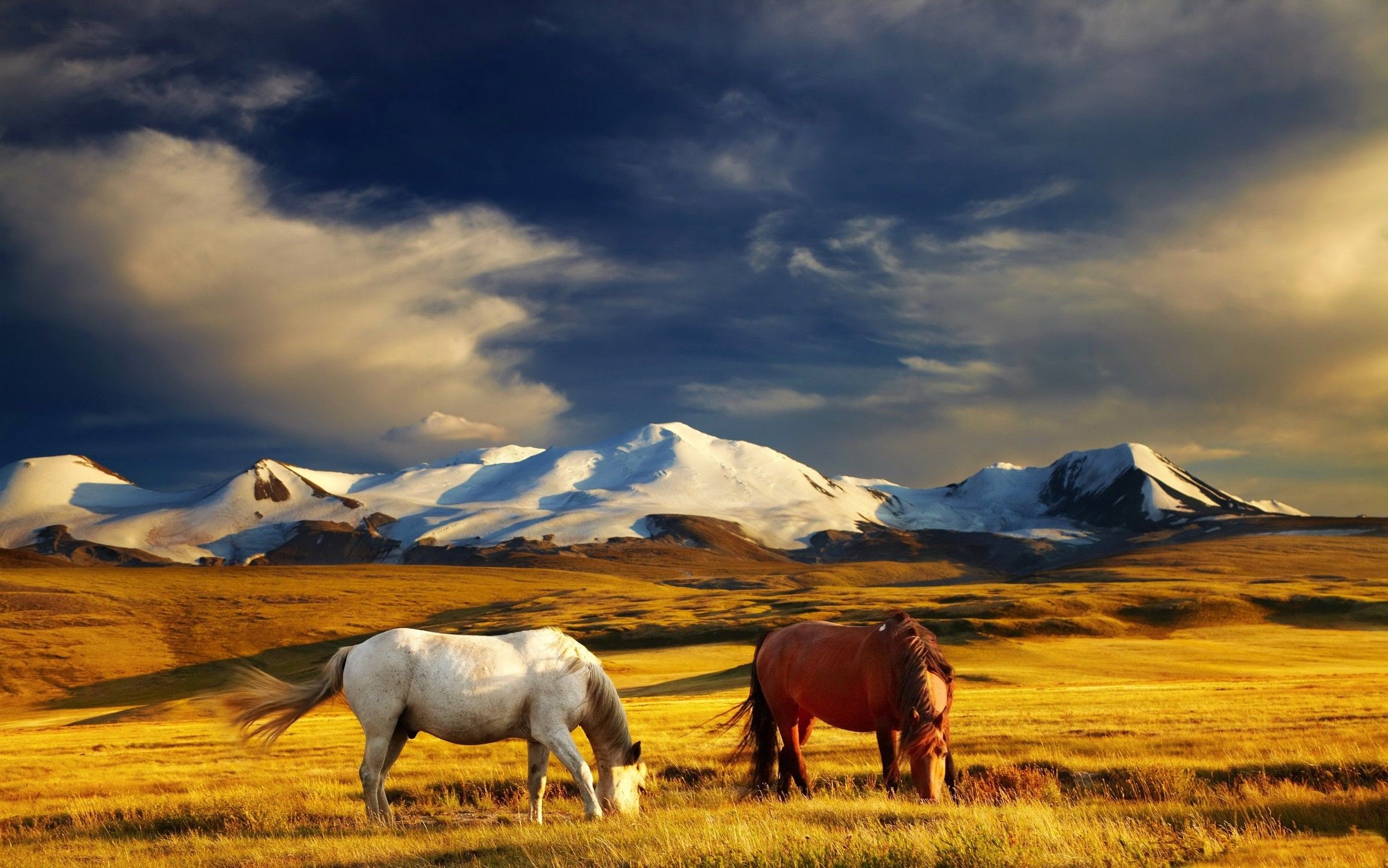 Horses: Horses Mountains Animals Nature Desktop Backgrounds for HD ...