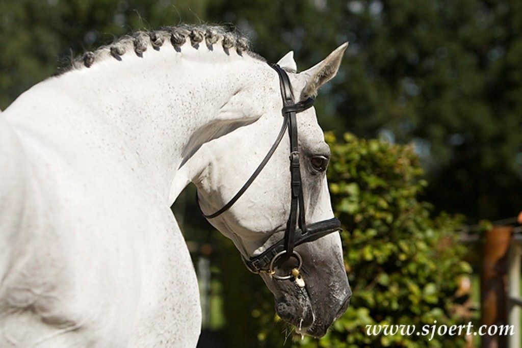 Horses: Horse Bergamo Gray Horses Pony Animals Beayty HD ...