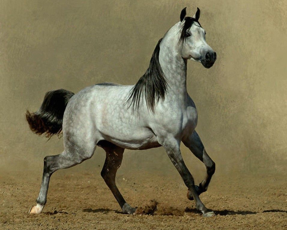Horses: Gray Arabian Cavalo Animals Horse Stallion Beautiful ...