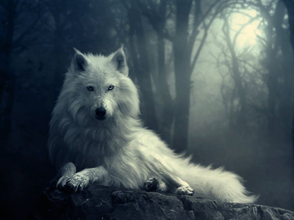 Awesome backgrounds of wolves