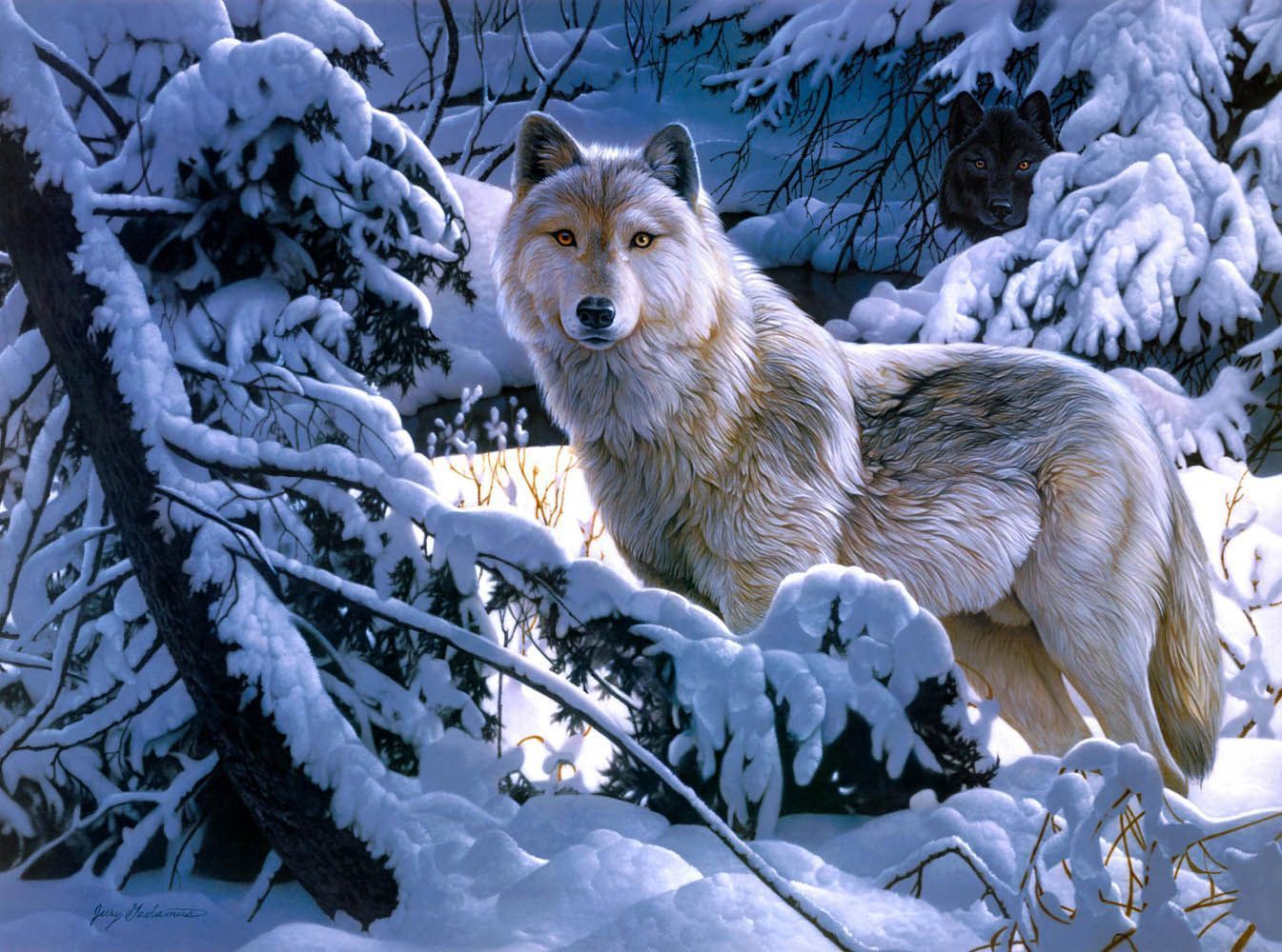 Wolf Wallpaper Backgrounds