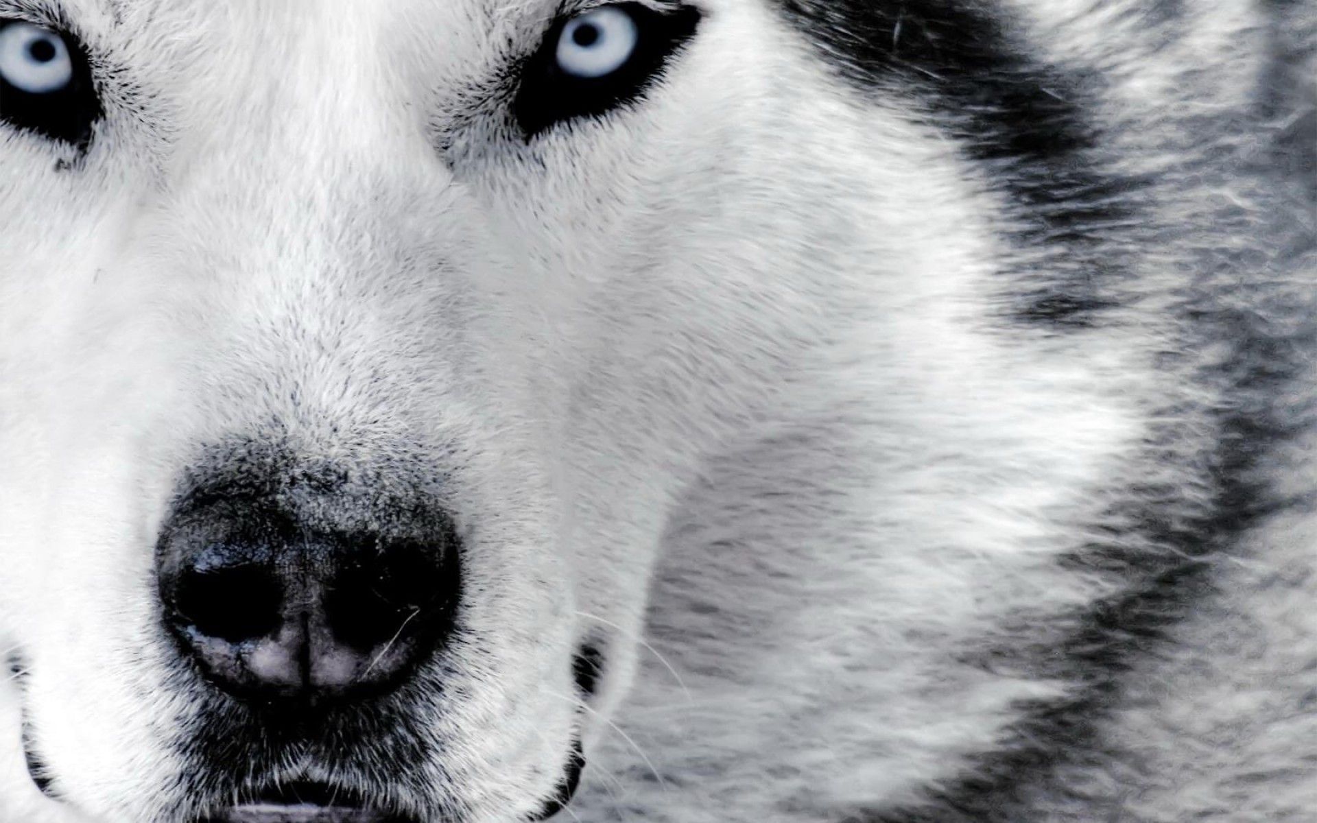 White Wolf Backgrounds