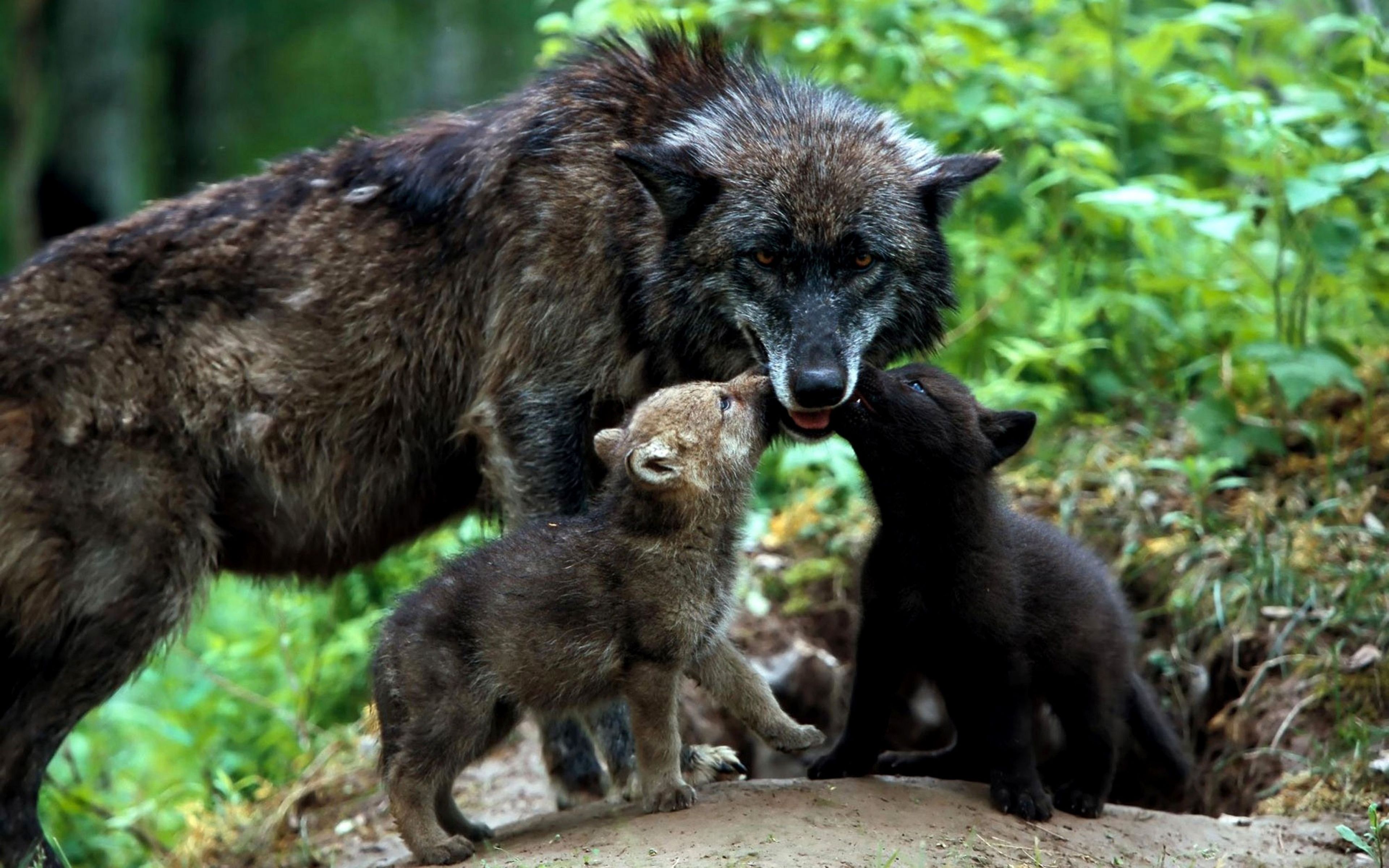 Download Wallpaper 3840x2400 Wolves, Family, Grass, Puppies Ultra