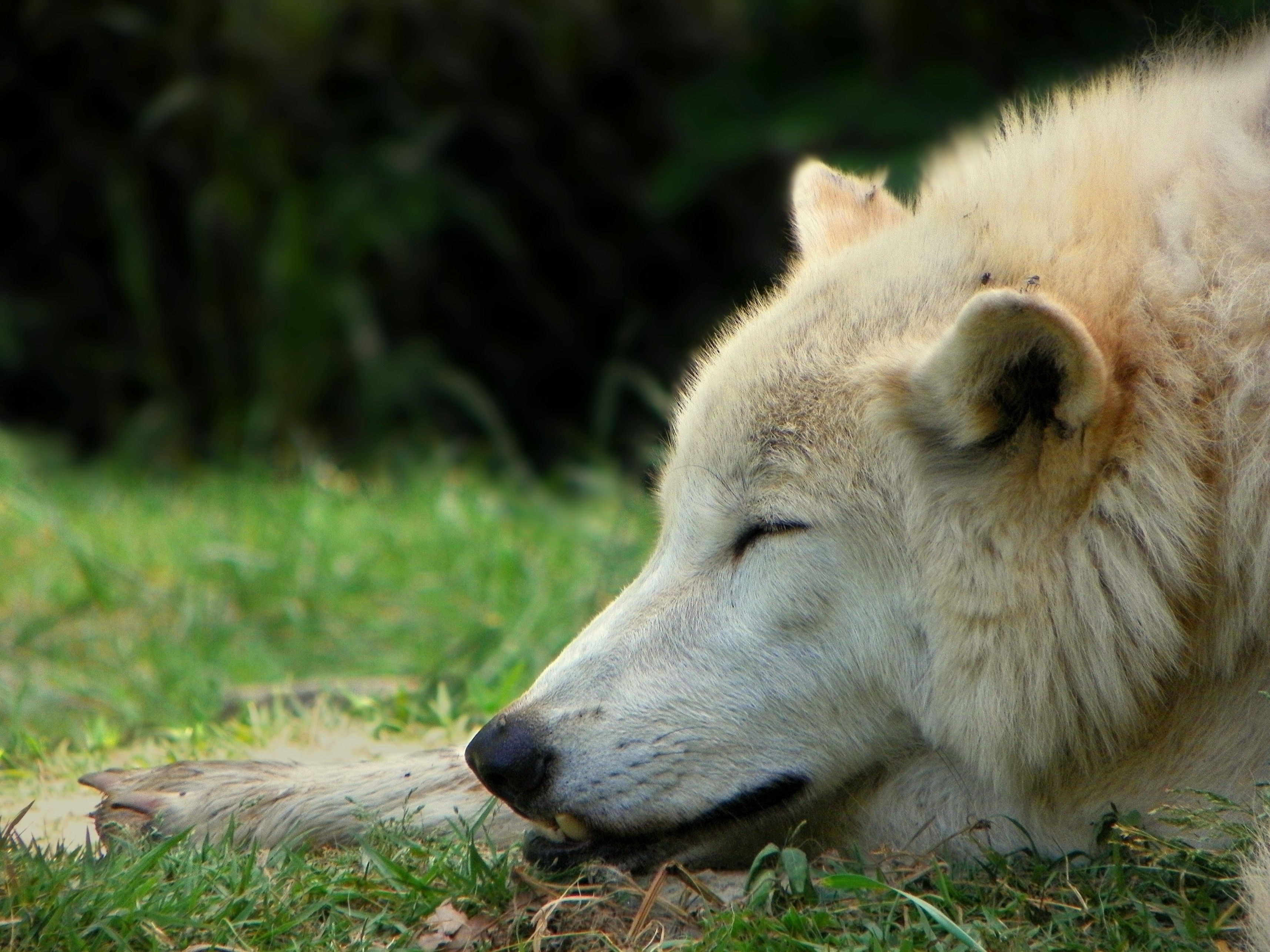 Other Sleeping Wolf Predator Tired Wilderness Arctic Hunter Let