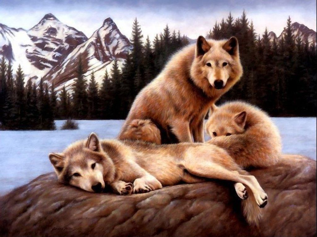 Dogs Golden Is Wolves Wallpaper Images Wallpaper High resolution