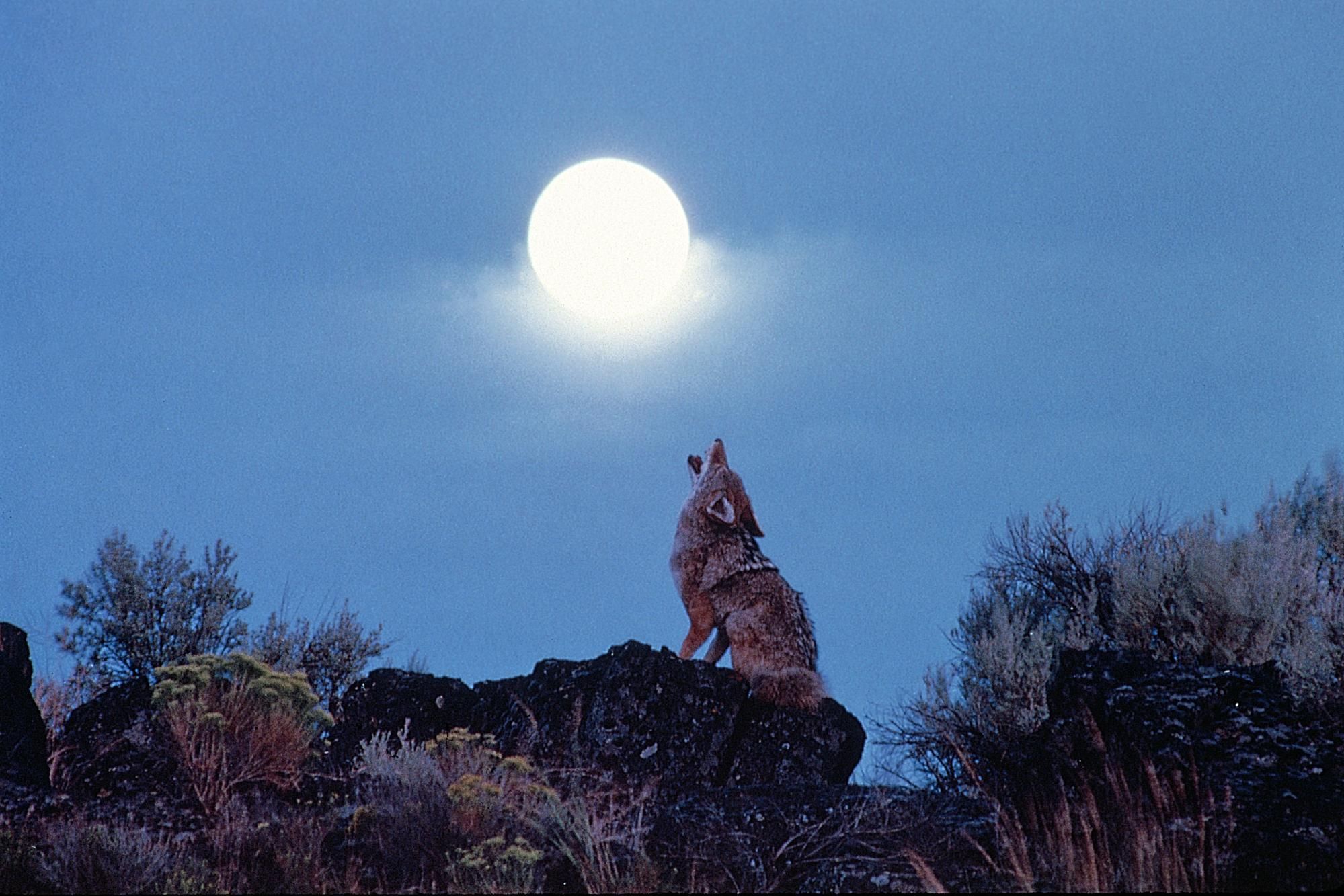 Песня диким воем. Волк воет на луну. Волчонок воет на луну. Койот воет на луну. Волк и Луна.