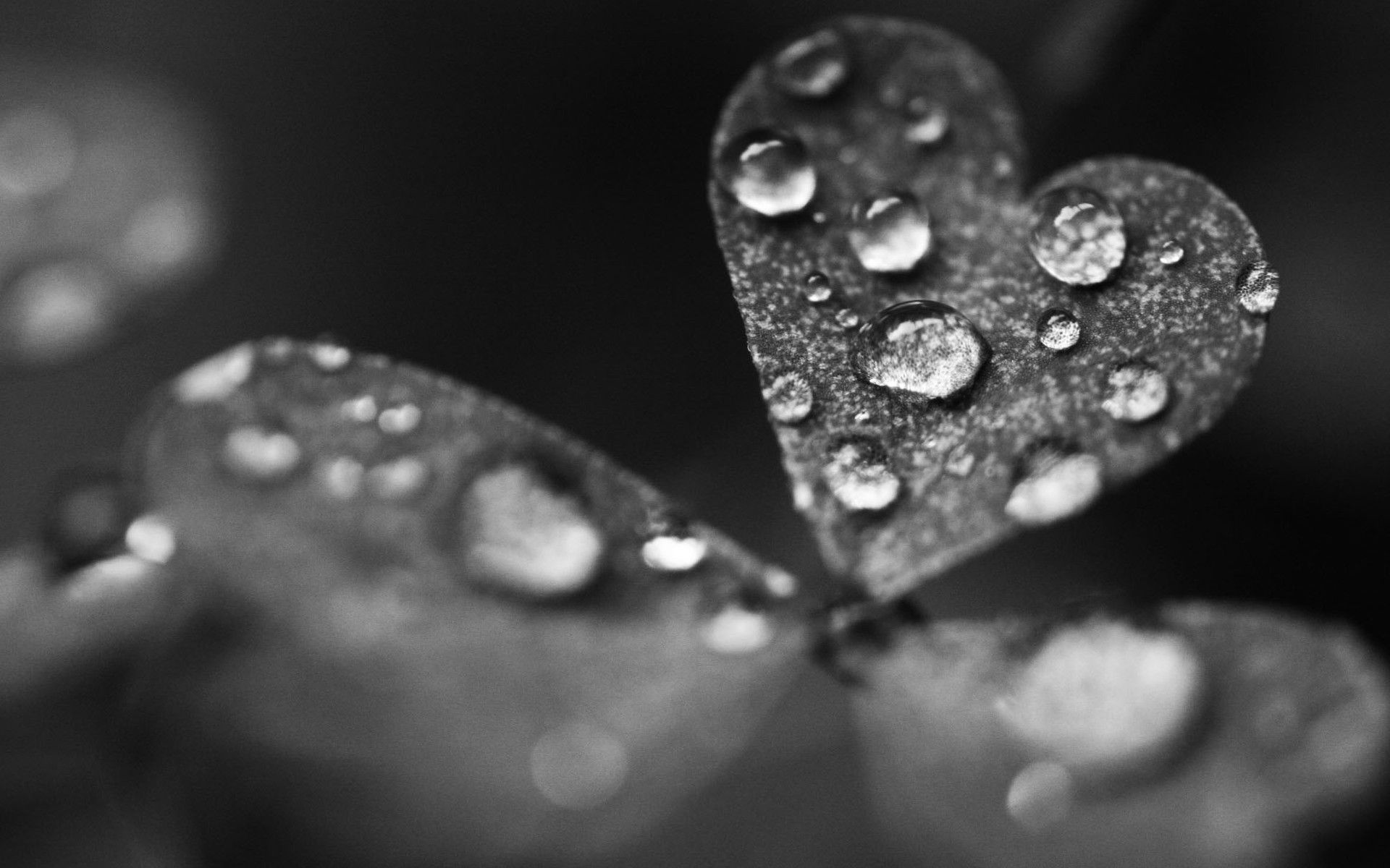 Big-water-drops-on-the-heart-leaf-Grey-HD-wallpaper_1920x1200.jpg