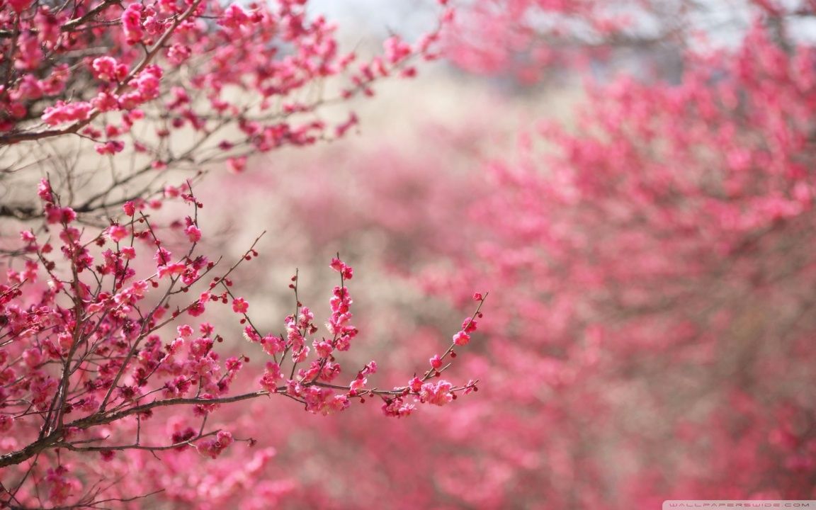 Sakura Cherry Blossom HD desktop wallpaper High Definition