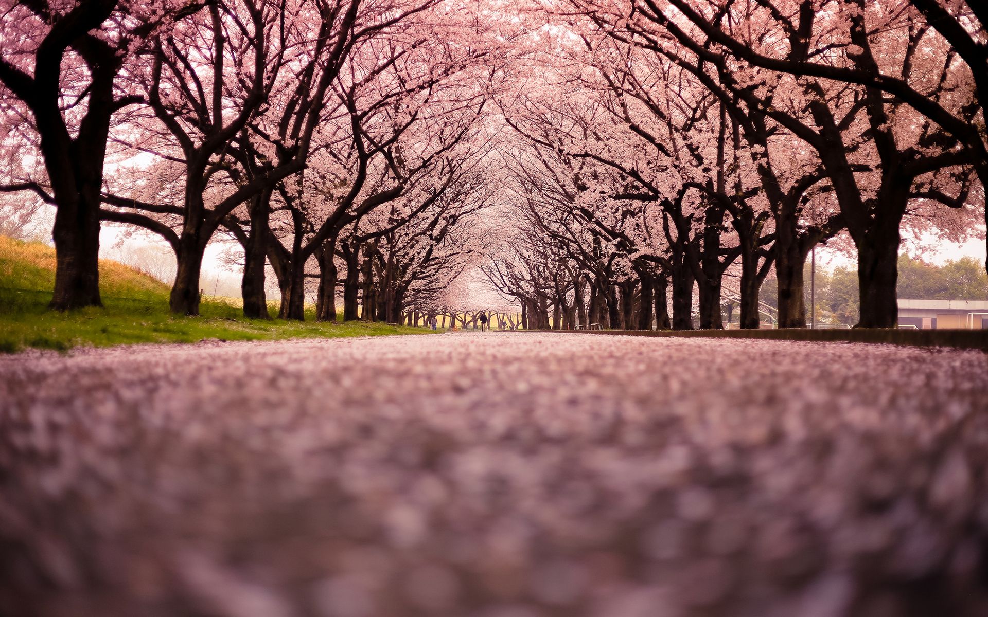 1166x685px Sakura Cherry Blossom Wallpaper
