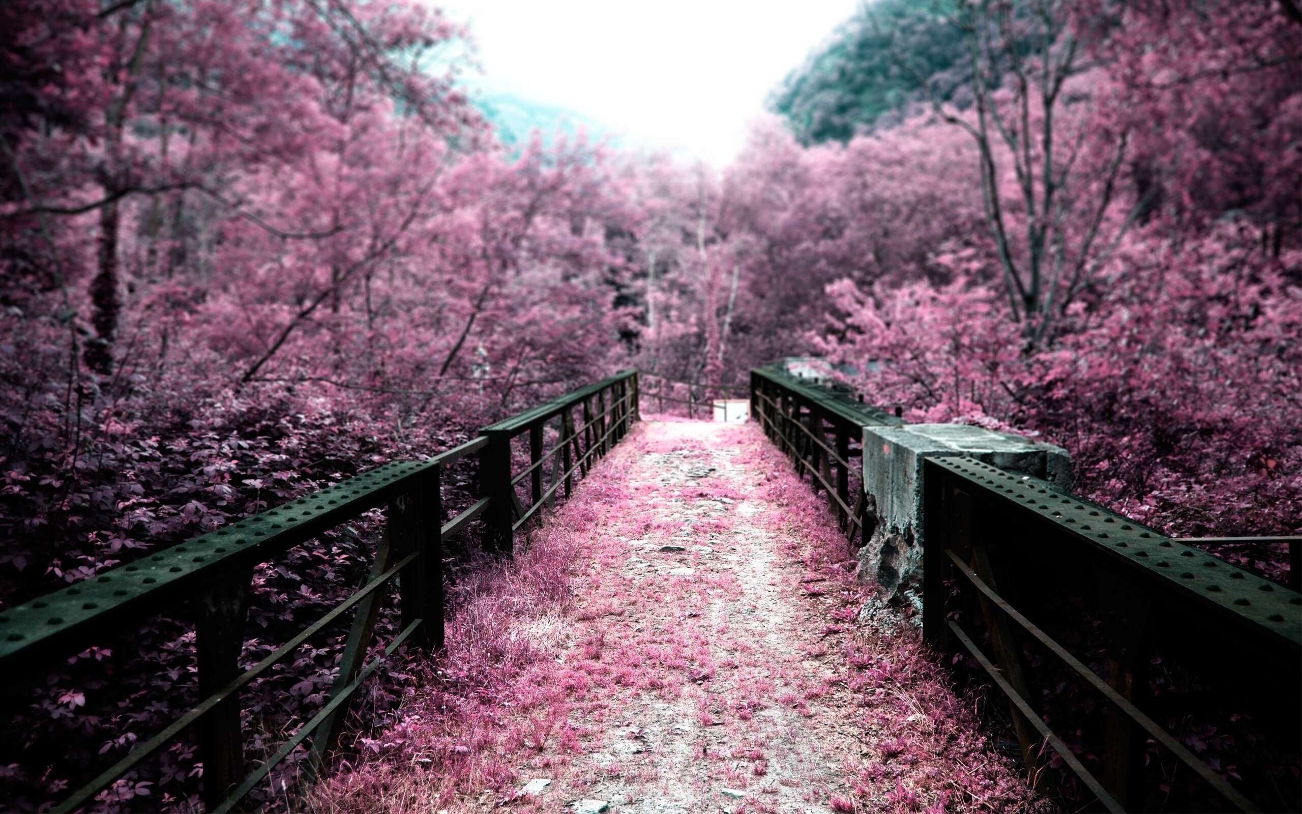 Cherry blossom on the bridge | The Free Wallpapers | HD Wallpapers ...