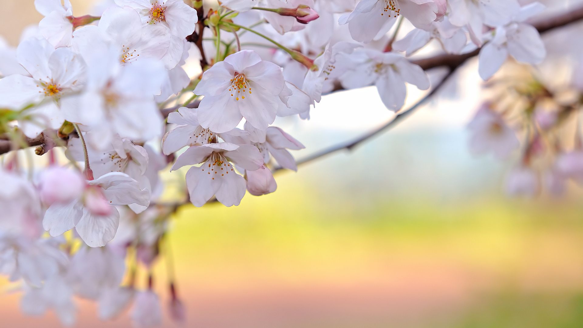Cherry Blossom wallpapers