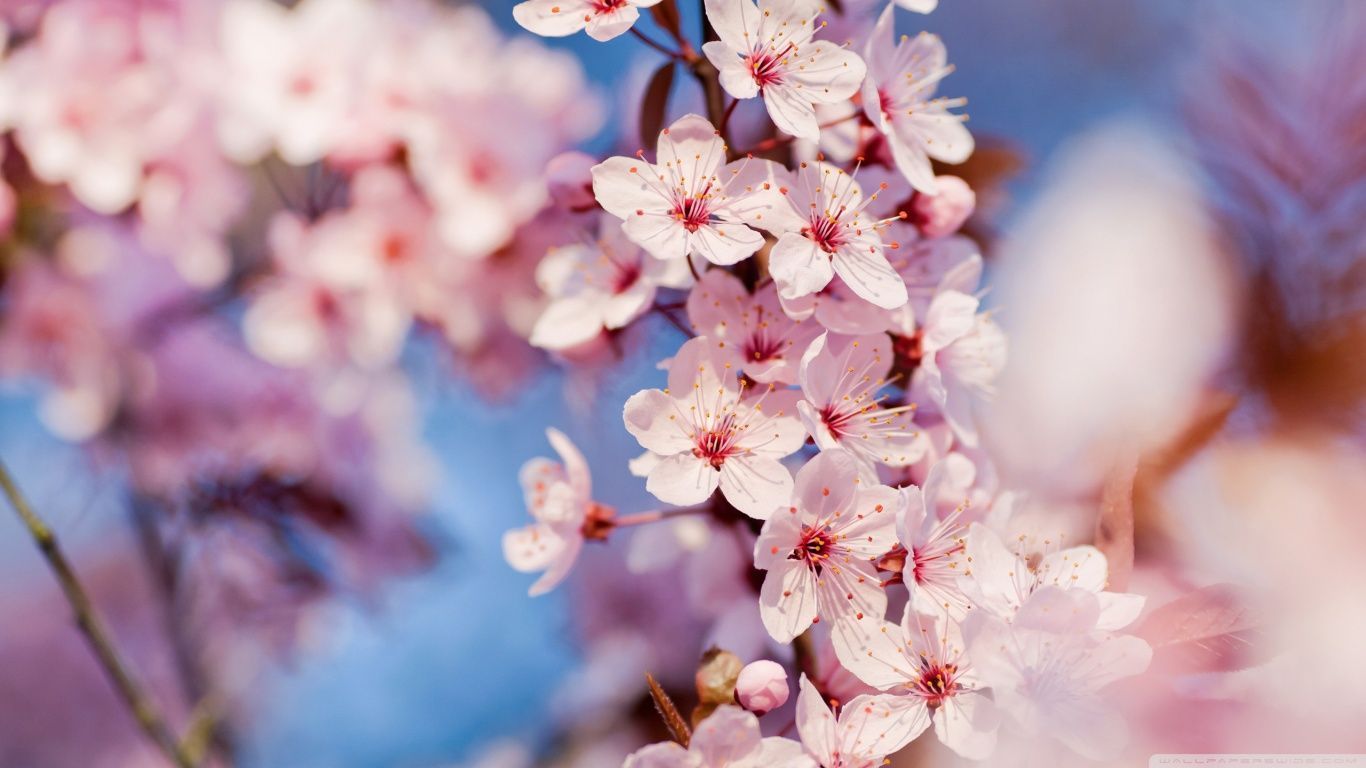 Cherry Blossom HD desktop wallpaper : Mobile : Dual Monitor