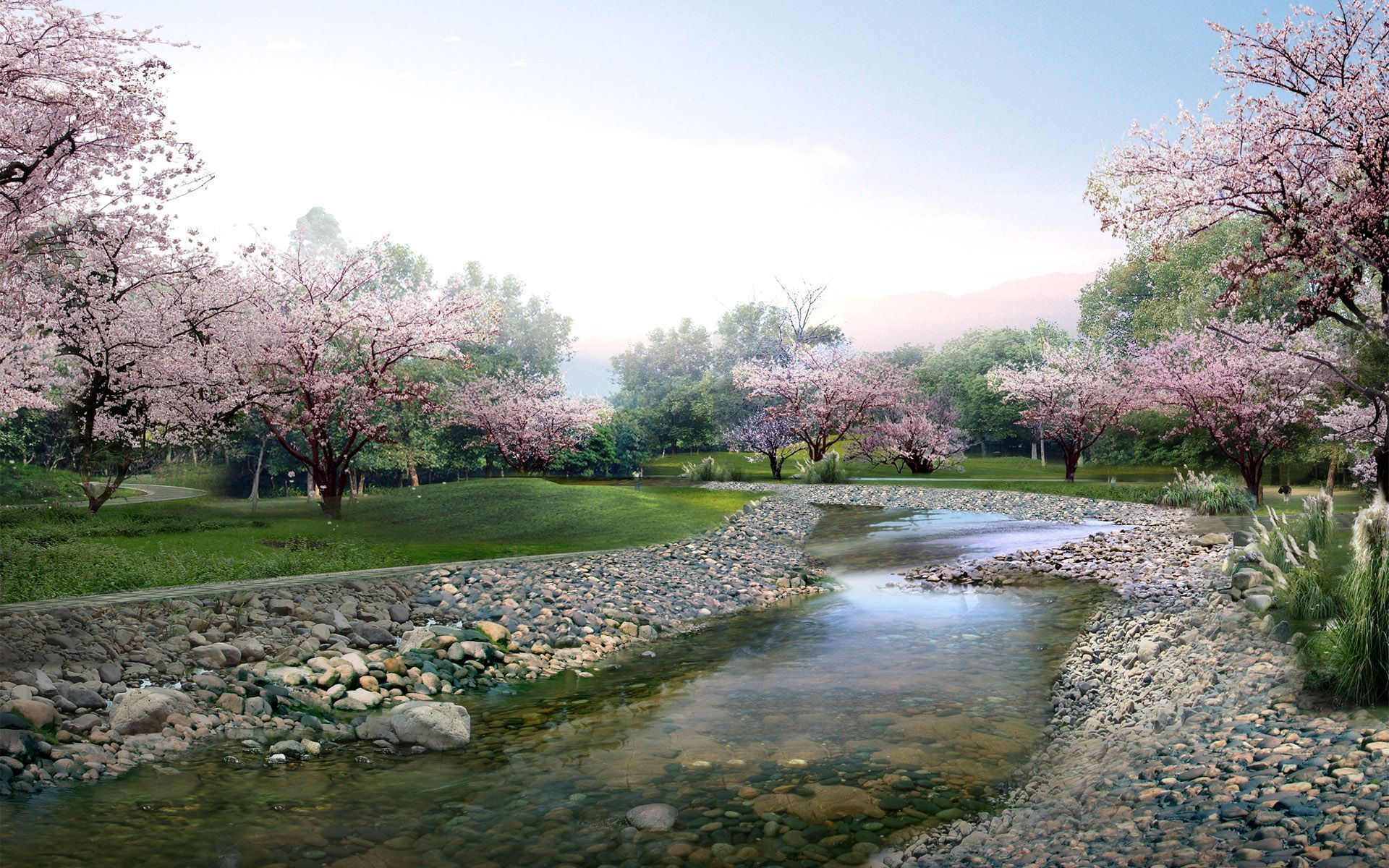 Cherry Blossom Tree Desktop Wallpaper - , New Wallpapers, New