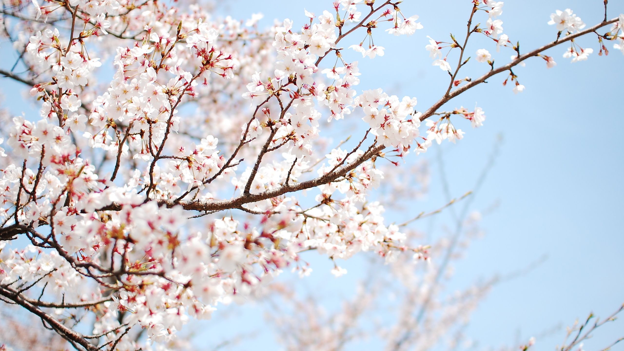 Cherry Blossom Tree Branch - wallpaper