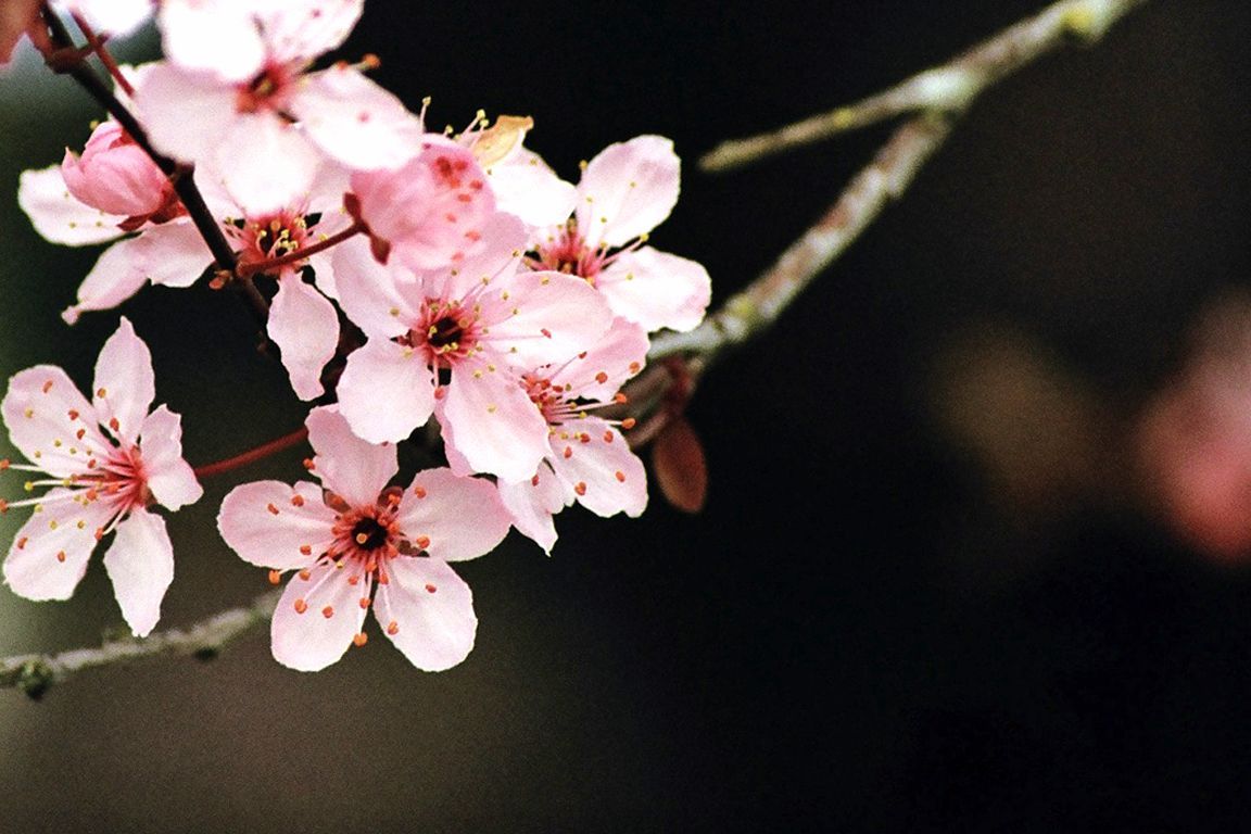 1600x1200px Cherry Blossom Wallpaper Tender Branch | #331071