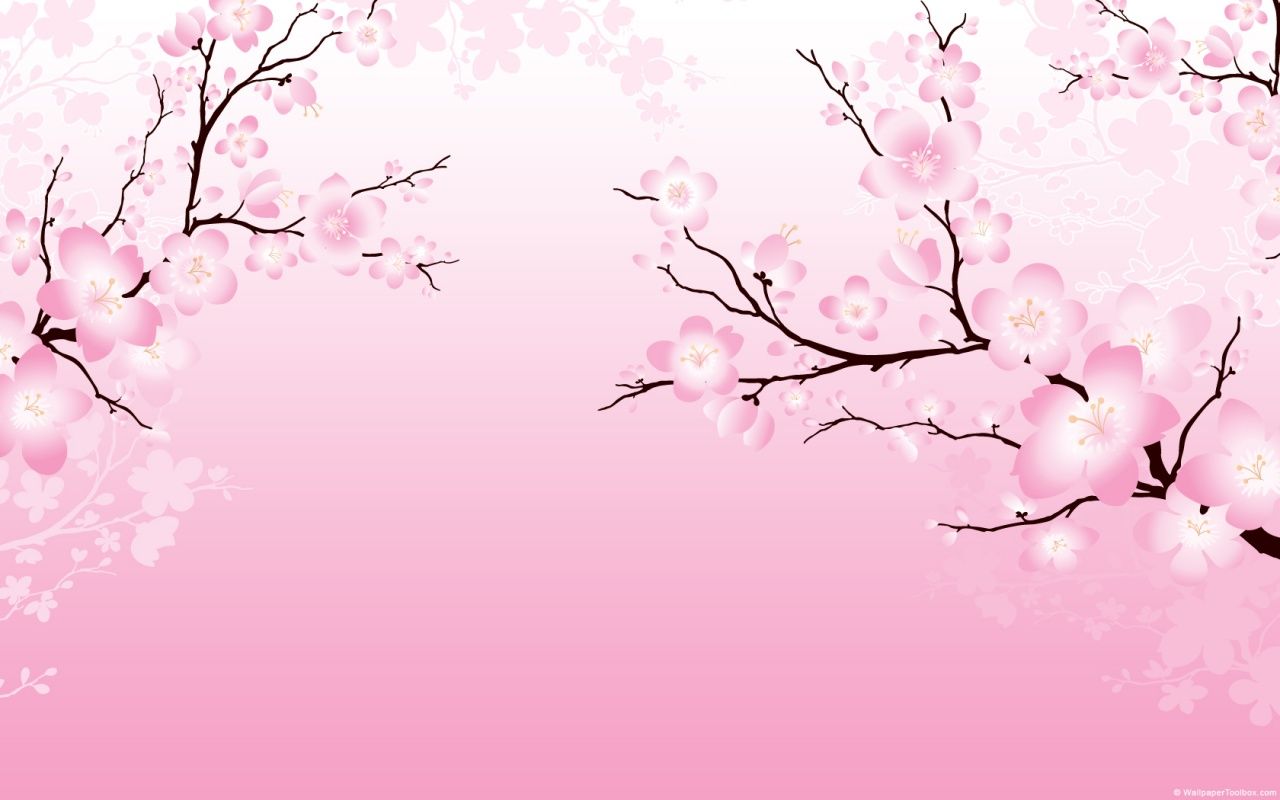 Cherry Blossom wallpaper 62018