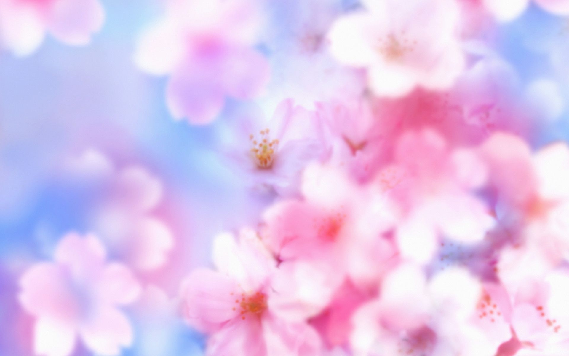 Sakura flower wallpaper