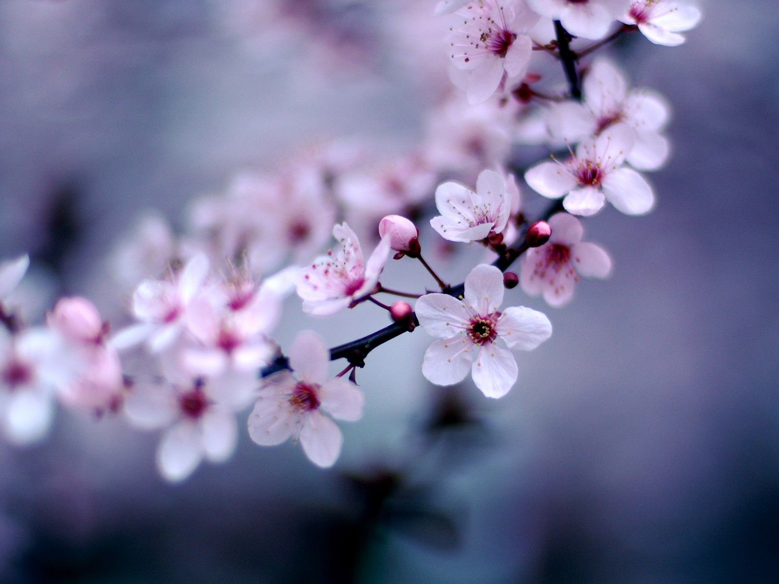 Cherry Blossom - wallpaper.