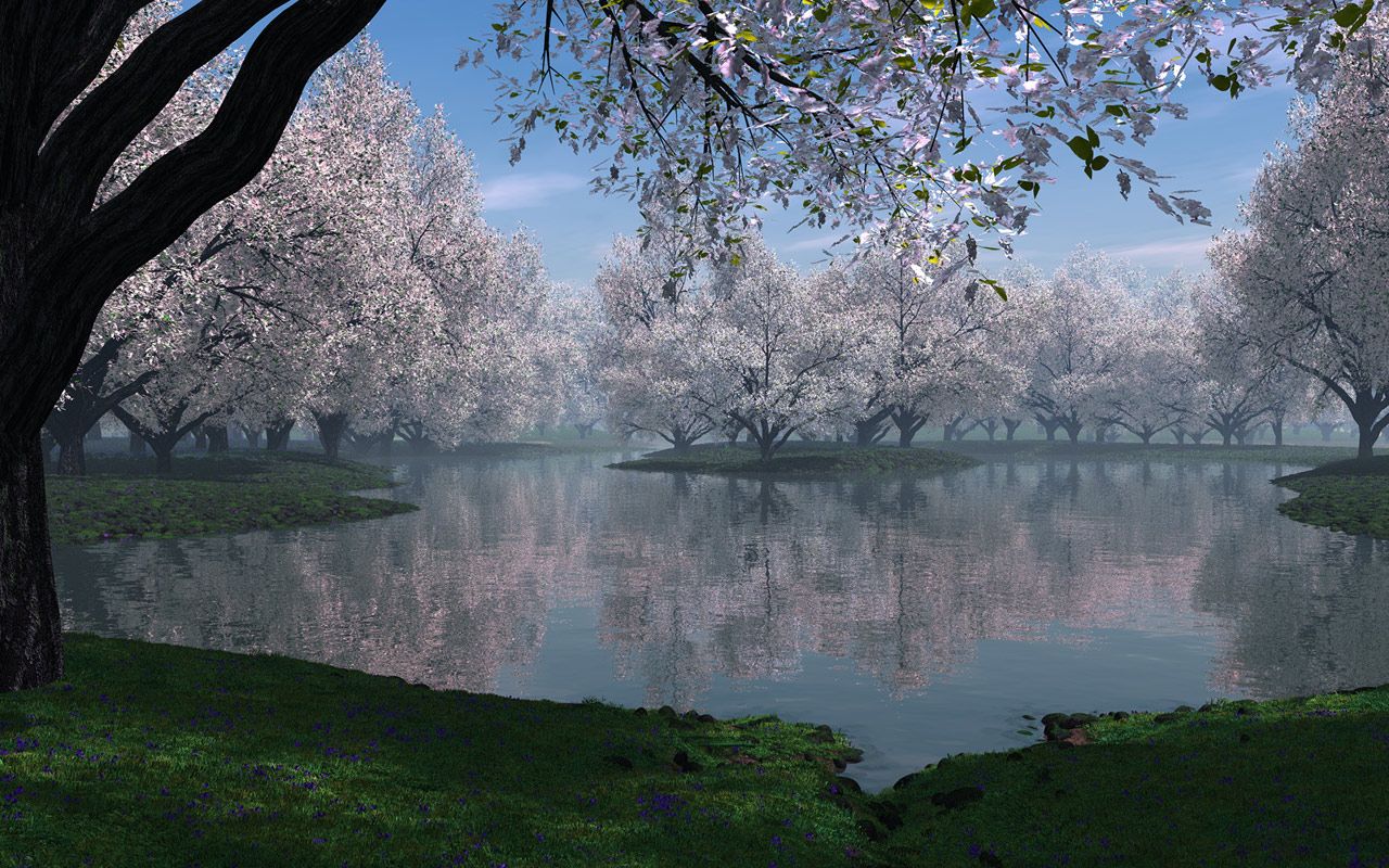 desktop wallpaper: cherry blossoms wallpaper