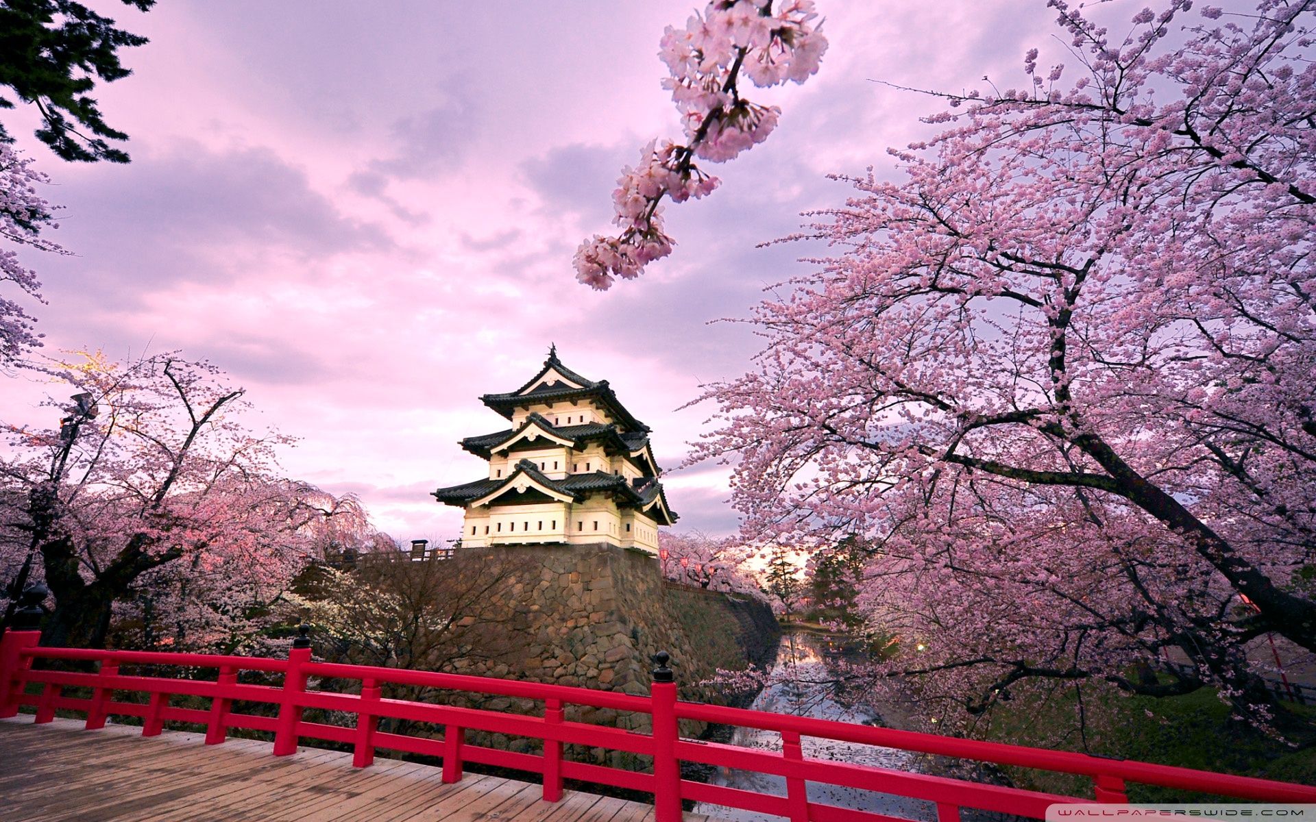 Cherry Blossom Fuji Hakone Izu National Park